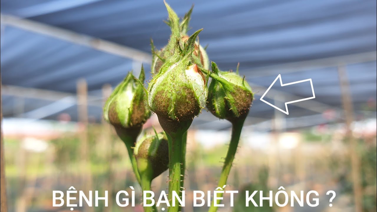 Vì Sao Hoa Hồng Bị Vậy??.Cách Khắc Phục.