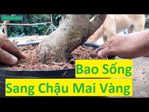 Việc Quan Trọng Khi Thay Chậu Mai Vàng | Tính Bonsai