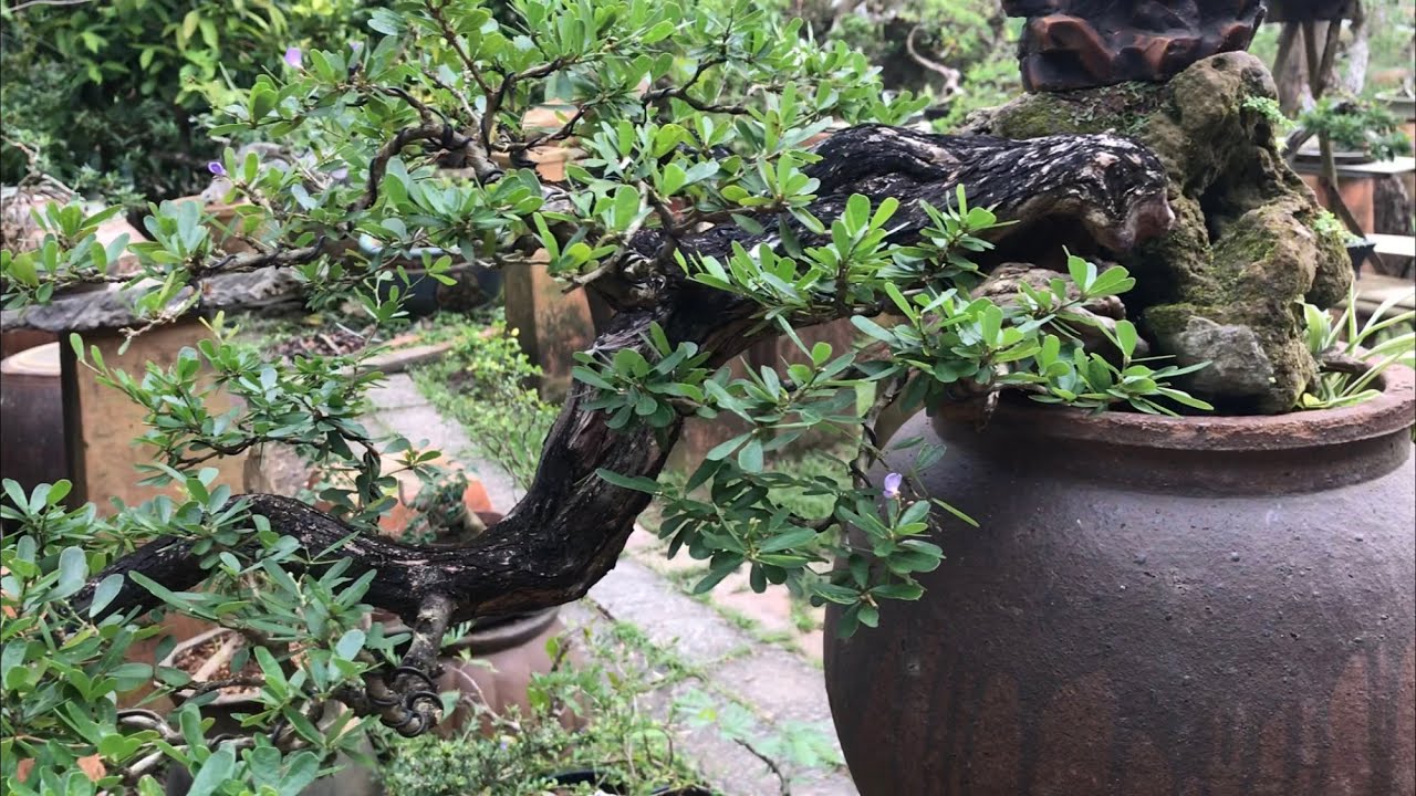 Vườn bonsai đẹp của thầy giáo Lộc