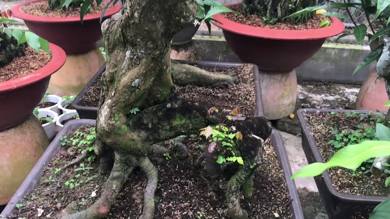 Vườn khế bonsai