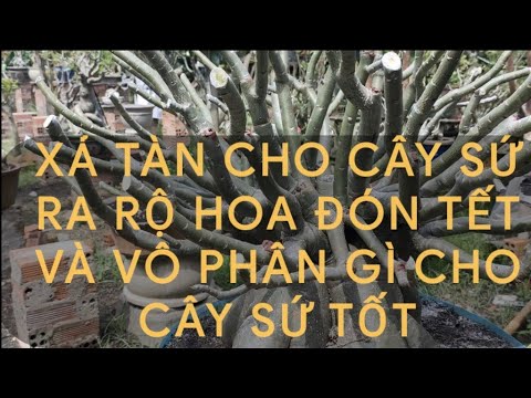 XẢ TÀN CHO CÂY SỨ RA RỘ HOA ĐÓN TẾT và vô phân gì cho cây tốt ?:(10/10 âL )