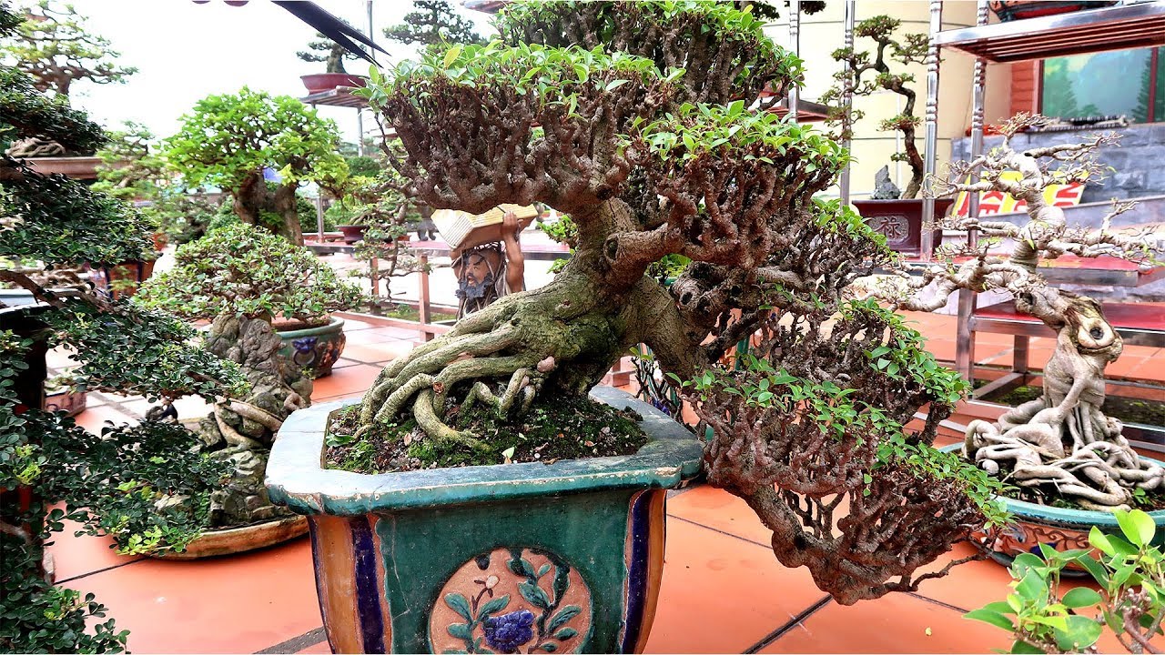 Xem chú Tùng tỉa những cây bonsai này mà thèm chảy nước miếng - bonsai usa, bonsai japan