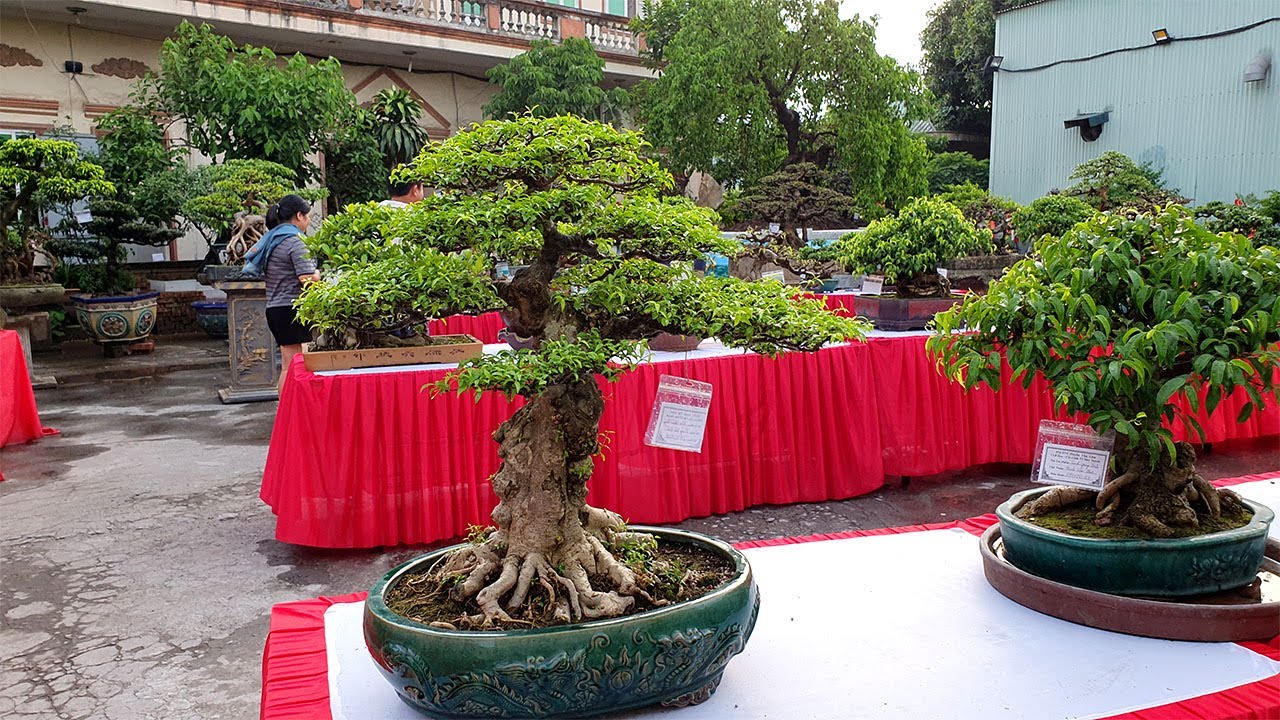 Xem là mê những cây Bonsai Việt Nam