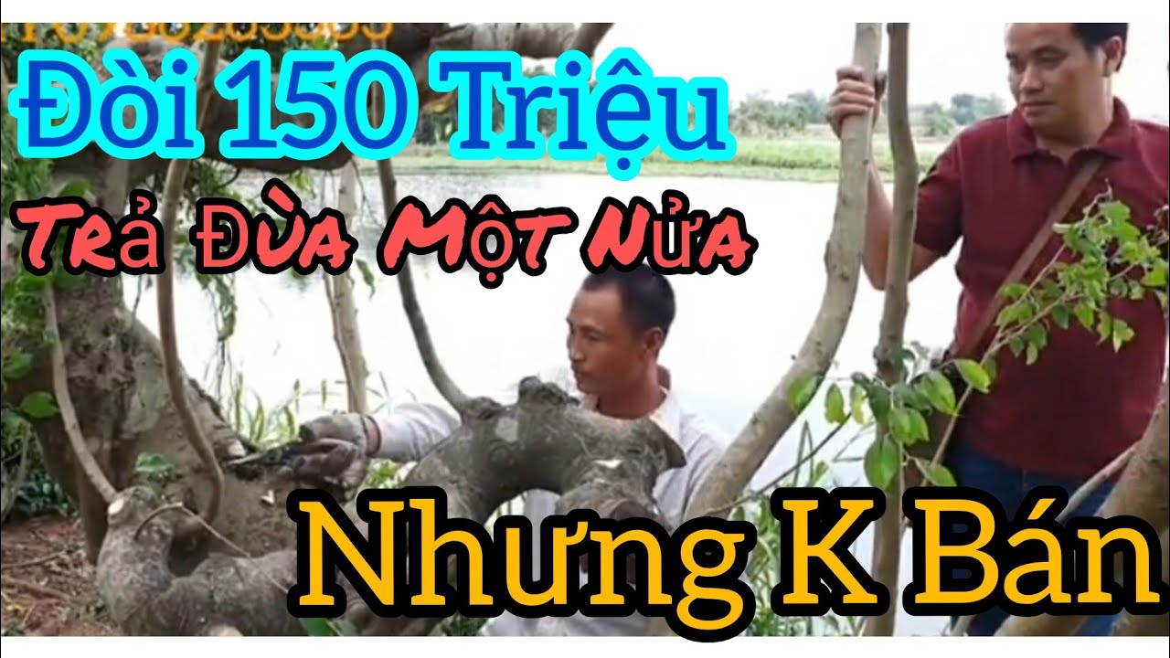 Xử lý hàng loạt phôi khủng tại vườn Đông Kim Sơn - Ninh Bình