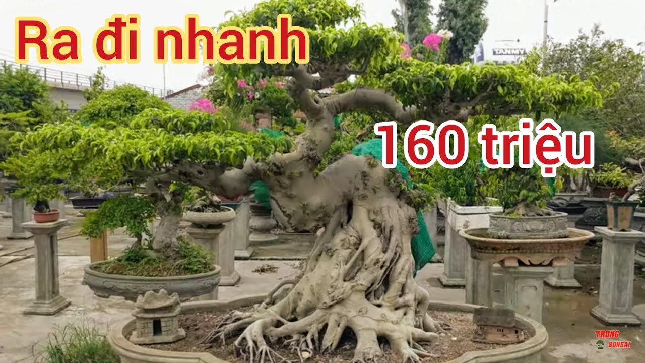 báo giá 160 triệu tác phẩm tiều phu cho anh em nào thực sự quan tâm tại CÂU LẠC BỘ DỤC THÚY SƠN