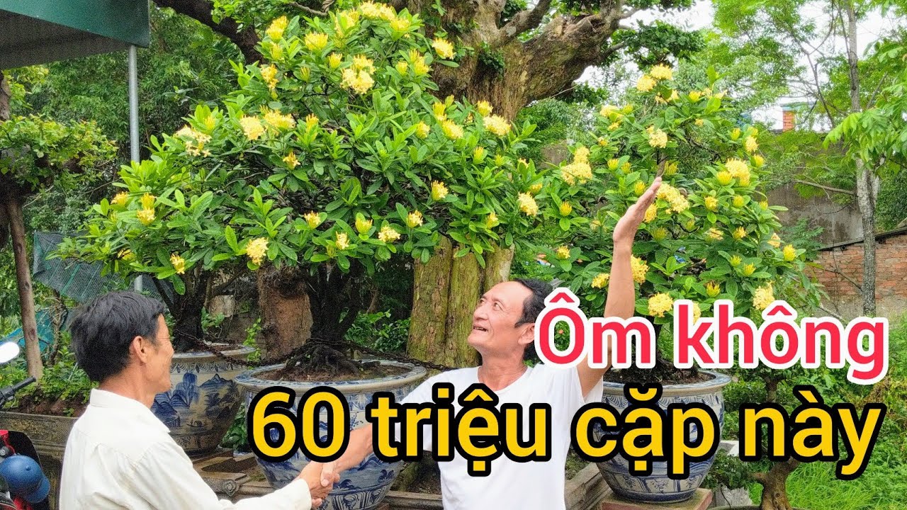 báo giá 60 triệu cặp đơn vàng và giao dịch 1 tác phẩm tại vườn cây công trình tân phạm