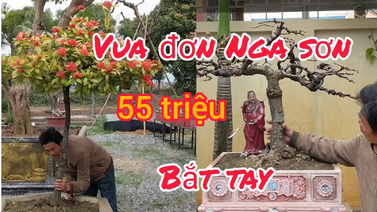 báo giá 60 triệu cây đơn khủng vườn thức bonsai và tham khảo mẫu chậu đẹp rẻ mới về