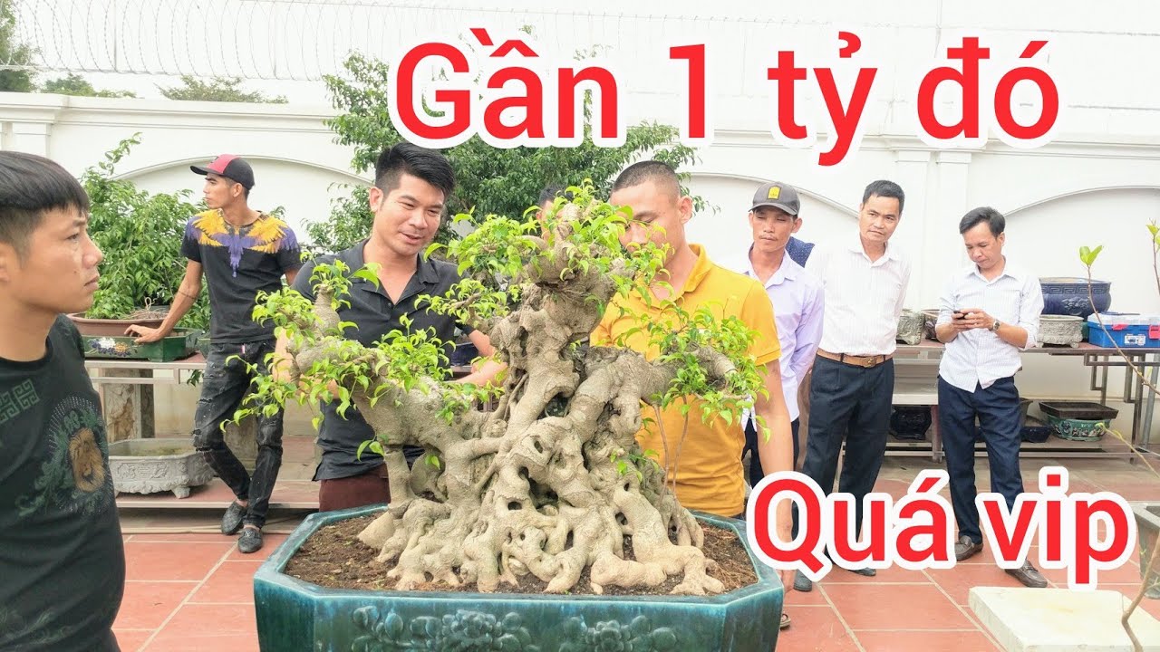 bất ngờ với phôi khủng gần 1 tỷ tại vườn cây cường trọc Ninh Bình làm anh em hoa cả mắt