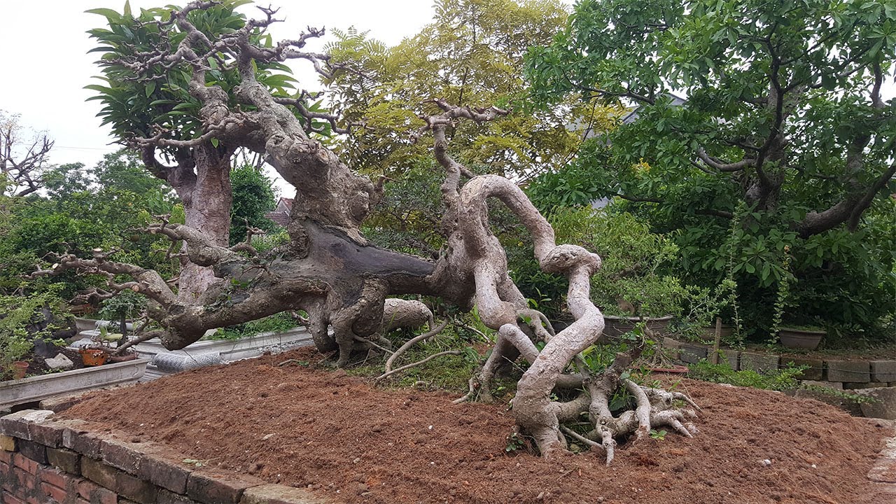 bonsai tree - Bộ Sưu Tập Những Cây Ruối Quái Từ Tự Nhiên Cực Đẹp