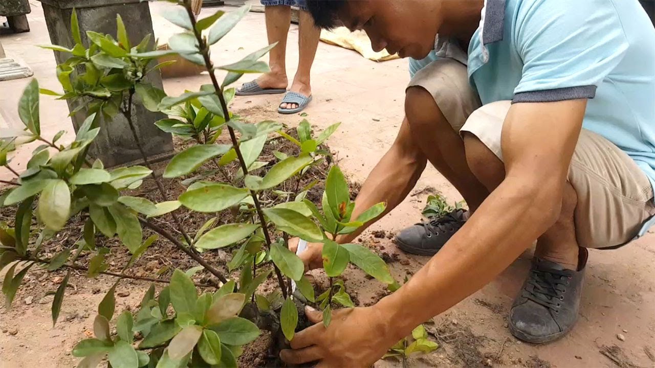 bonsai tree - Ông này làm cây thế này thì có sống nổi không đây?