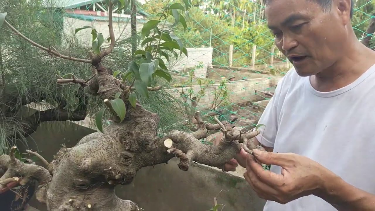 cắt đôi bộ bệ và tay cành cây hoàn thiện xem kết quả sử lý của đao phủ hồng mà thấy hứng thú