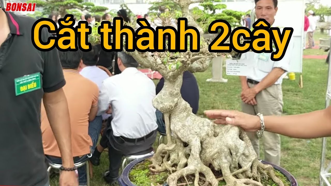 cây 100 triệu mà các anh tư vấn cắt ngọn các bác cho ý kiến nhé