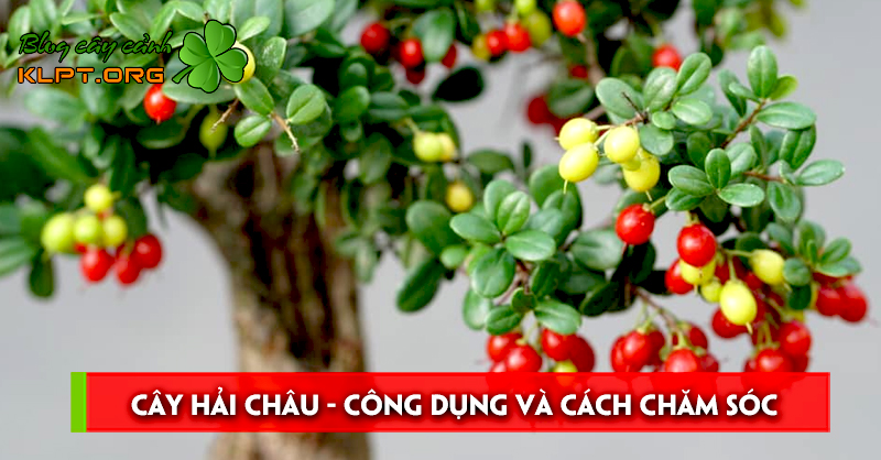 cay-hai-chau-cong-dung-va-cach-cham-soc