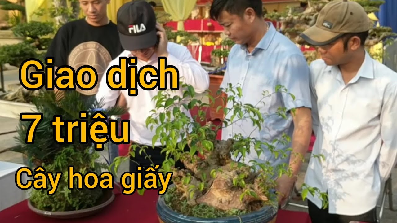 cây hoa giấy khủng mà có 7 TRIỆU GIAI DỊCH RẤT NHANH LẤY MAY ANH EM QUẢNG XƯƠNG