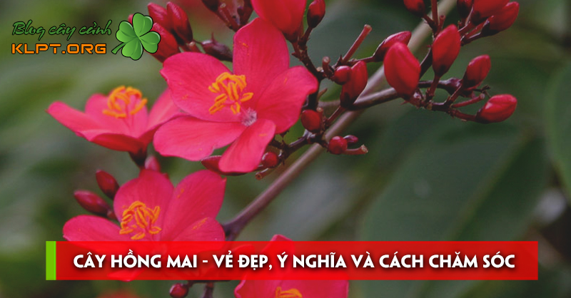 cay-hong-mai-ve-dep-y-nghia-va-cach-cham-soc