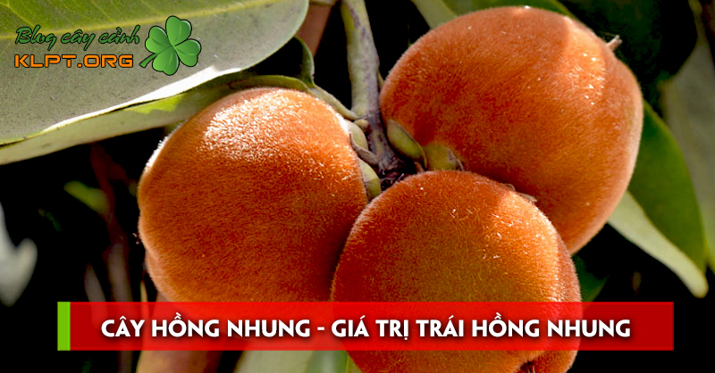 Cây Hồng Nhung cách trồng và giá trị trái Hồng Nhung | Blog cây cảnh klpt
