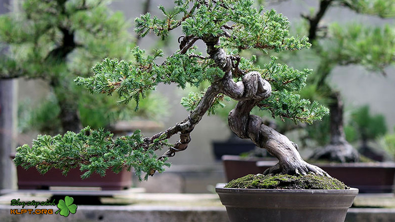 cay-kieng-bonsai-la-gi-klpt-1