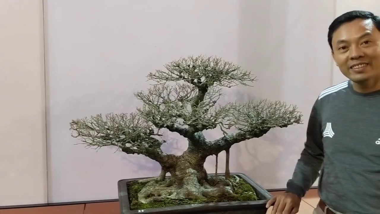 chỉ 800k anh em nam định đã sở hữu 1 tác phẩm mini tại nhà vườn thức bonsai