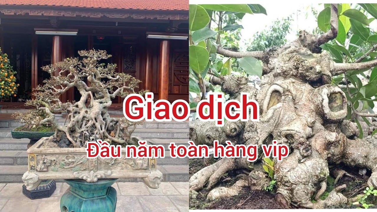 chuyển động đầu năm cùng 100 tác phẩm tiền TRĂM TIỀN TỶ CỦA CÁC ANH TÀI TRONG LÀNG CÂY CẢNH