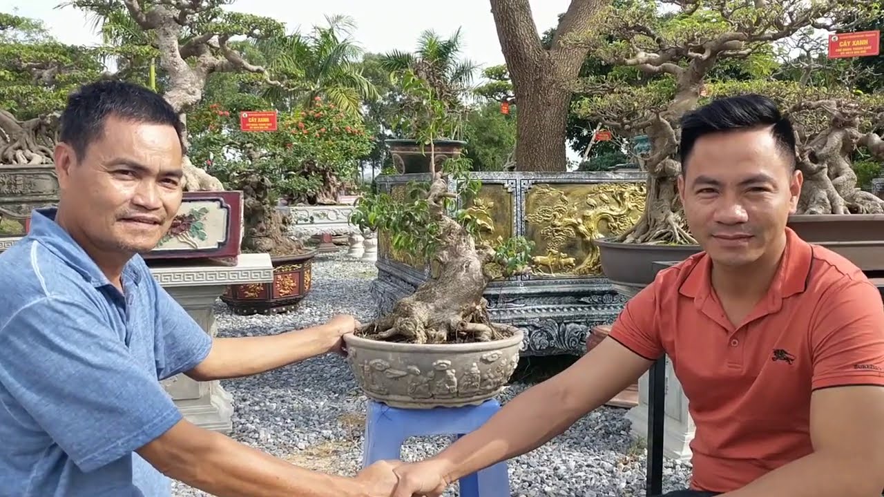 đao phủ hồng chi 7 triệu giao dịch cốt đẹp của anh tuyên bonsai chỉ sau vài đường ngắm