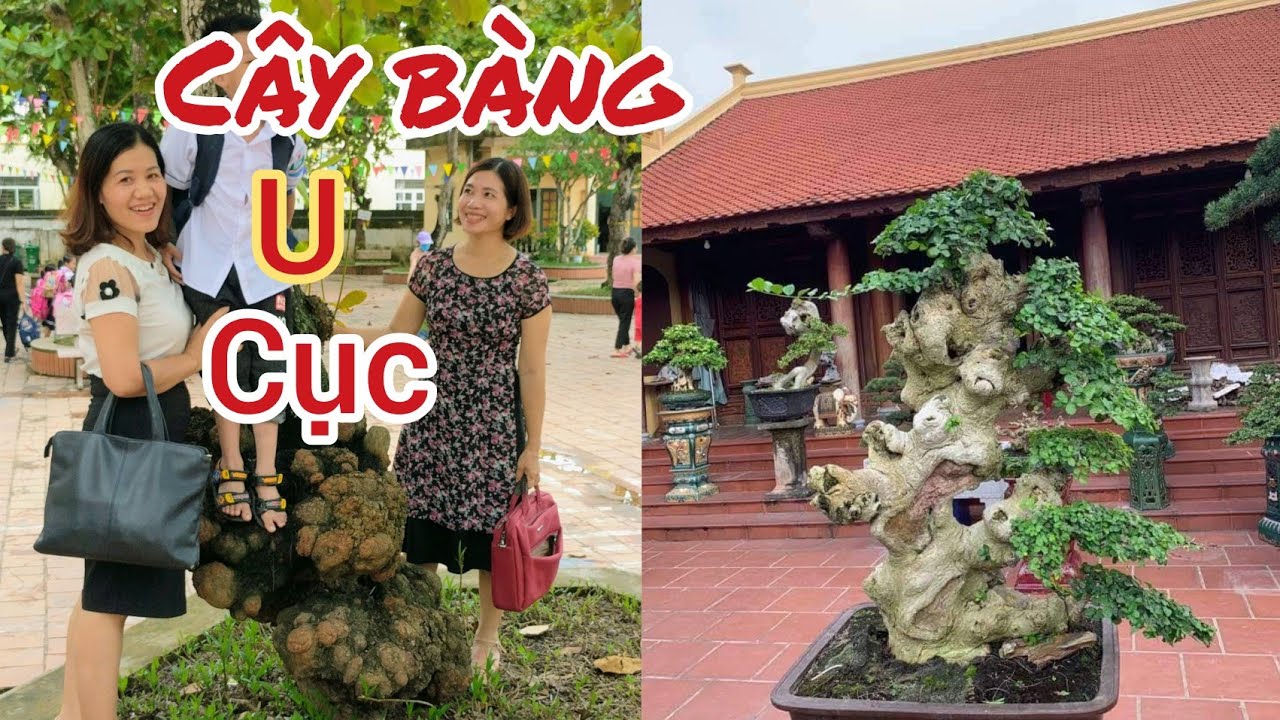 độc lạ cây bàng U Cục 100 năm mới gặp và những siêu phẩm xanh si đơn chuyển bi cho TLCC KHU VỰC