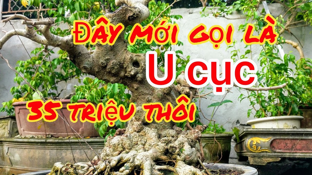 giao dịch cây xanh U cục của anh hòa sau hơn 1 năm chủ nhân không nhận ra