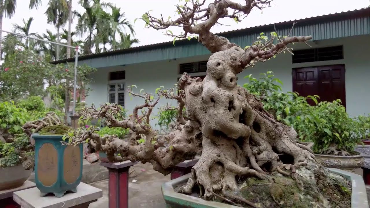 giao dịch tác phẩm sau triển lãm vườn trung bonsai