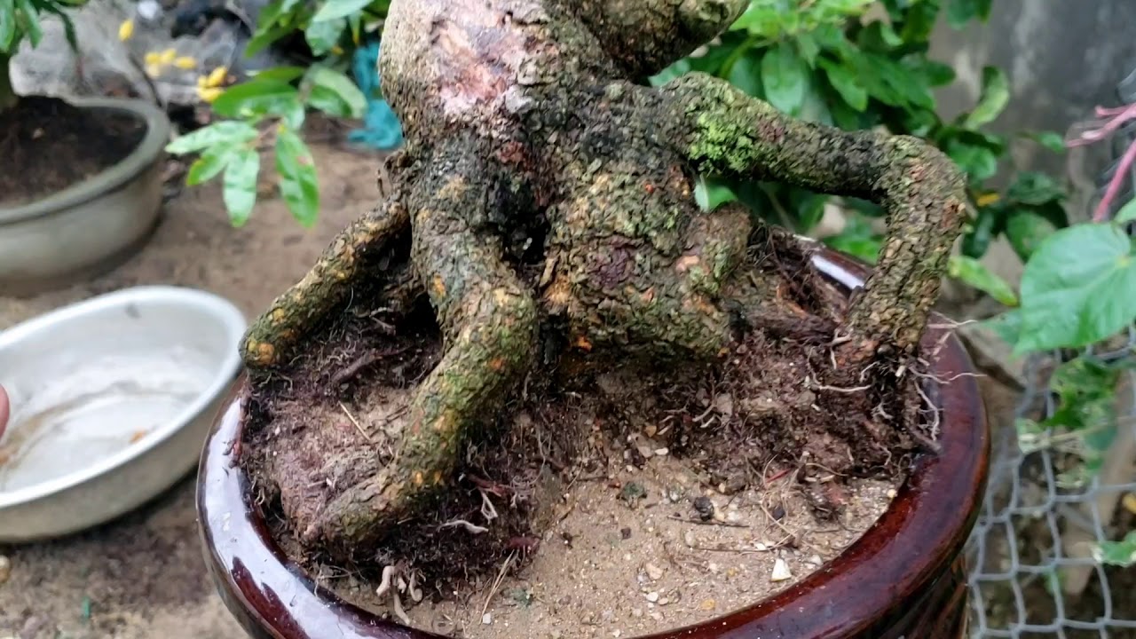 gl phôi bonsai ae về tác chế 0835919087 đã bán