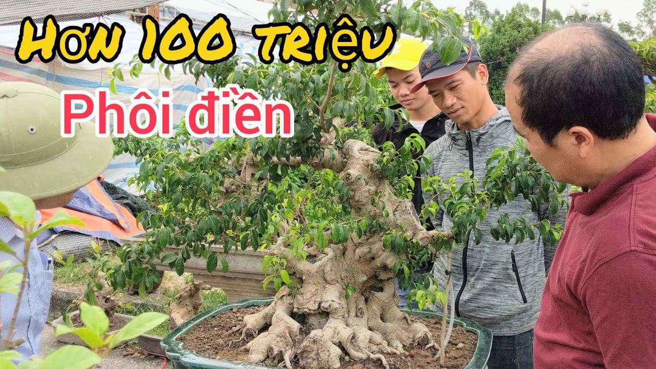 hơn 100 triệu phôi điền già và rất nhiều tác phẩm đẹp tại hội chợ triển lãm cây cảnh Ninh Bình