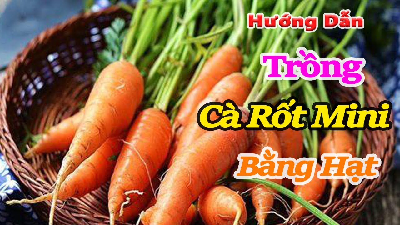 hướng dẫn trồng cà rốt mini bằng hạt