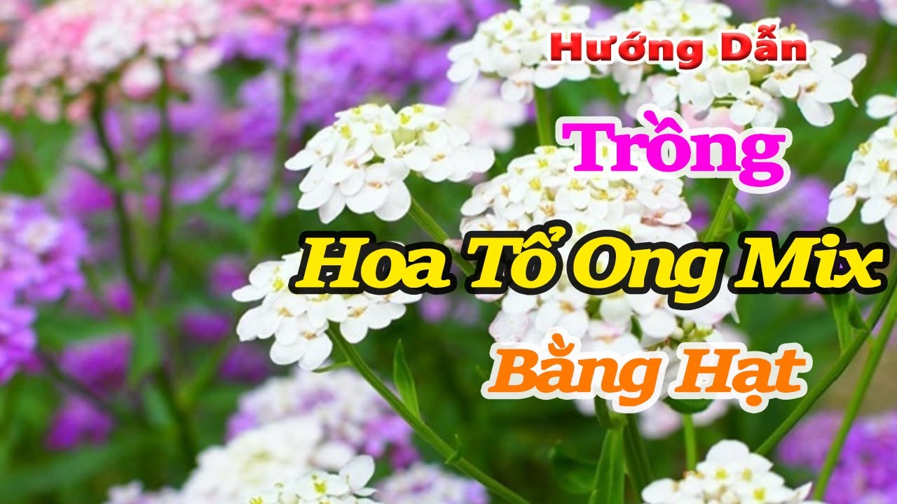 hướng dẫn trồng hoa tổ ong mix bằng hạt