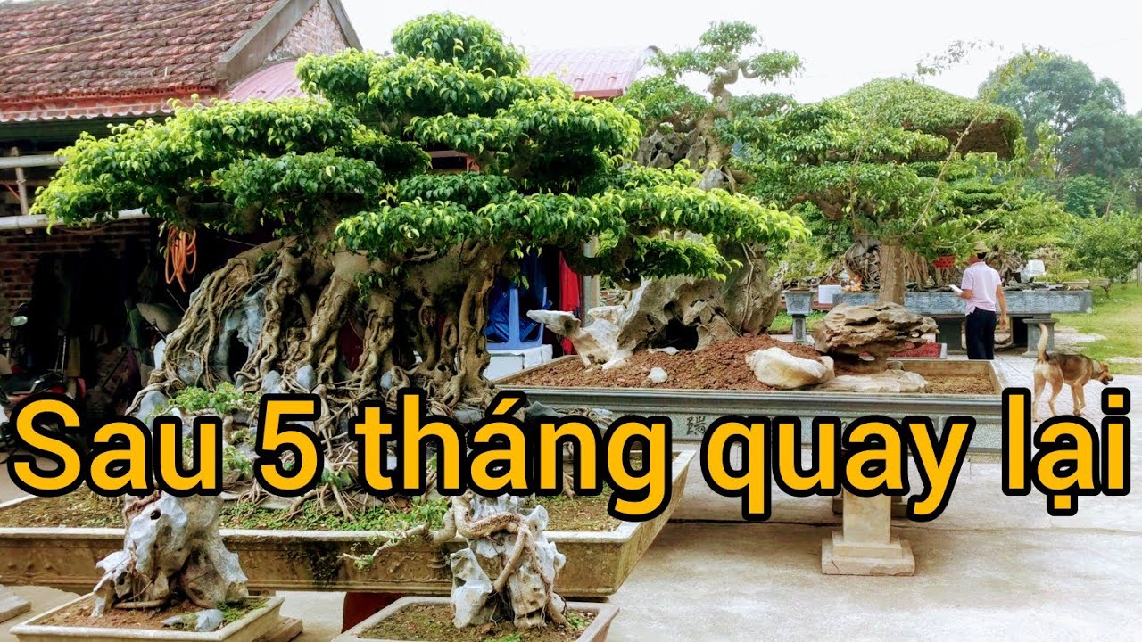 không thể bỏ qua vườn cây đẳng cấp của bác lực Ninh Bình toàn siêu phẩm của tương lai