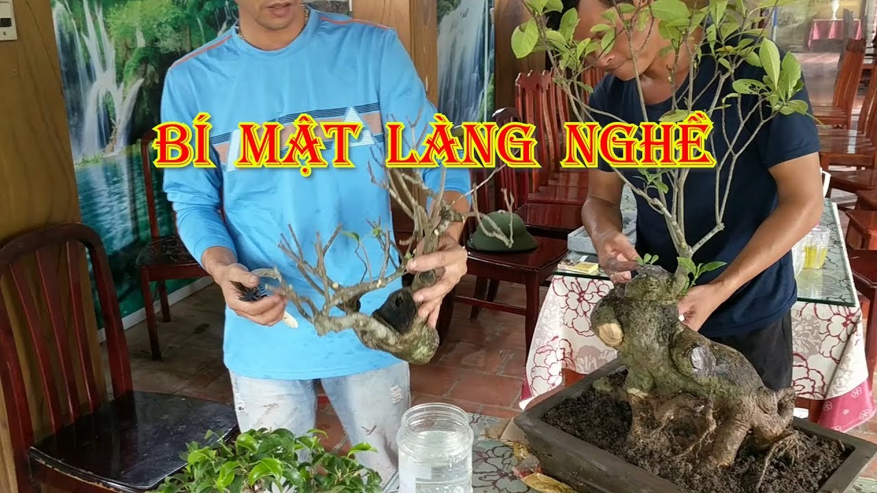 kỹ thuật ươm cành của nghệ nhân DUẨN NAM ĐINH BẰNG NƯỚC rất tuyệt vời anh em tham khảo