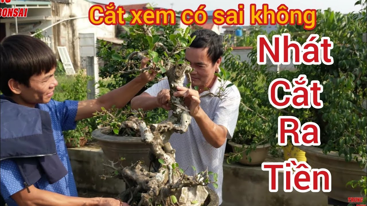 mua 1.2 triệu về cắt thành 2 cây ý tưởng quá hay thu được hai cây quá đẹp