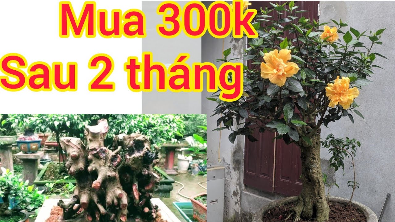 mua 300k của bác bắt rắn sau 2 tháng hoa nở rực rỡ và tham khảo phôi SI KHỦNG VỪA GIAO DỊCH VỀ