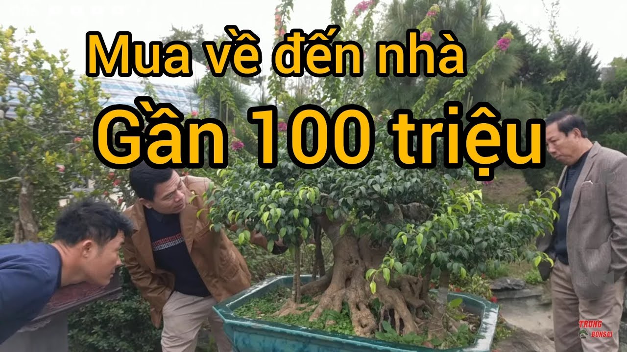 mua về đến nhà gần 100 triệu rồi giờ phải 150 triệu mới ra 8x làm giầu về CÂY CẢNH