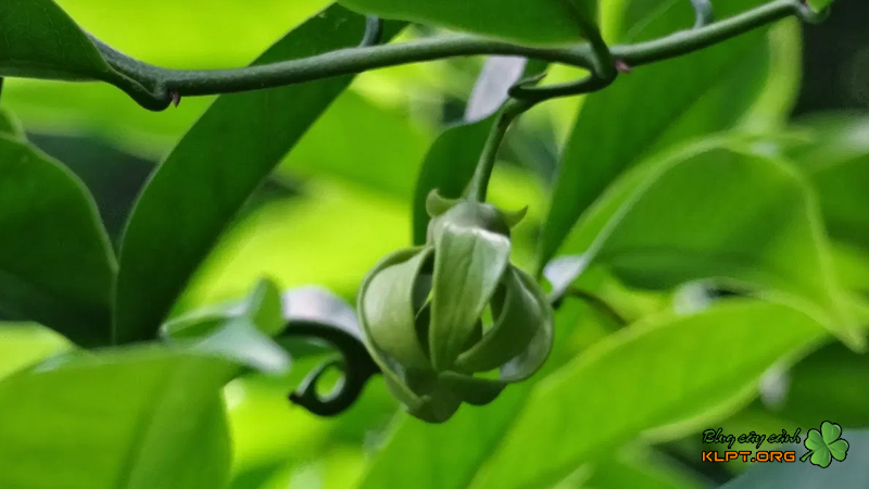 Cây hoa Móng Rồng Đặc điểm ý nghĩa và cách chăm sóc  Blog KLPT