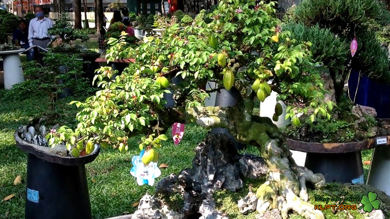 nhung-cach-tao-the-cay-kieng-bonsai-klpt