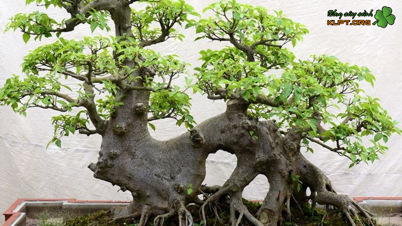 nhung-cay-duoc-chon-lam-cay-kieng-bonsai-klpt