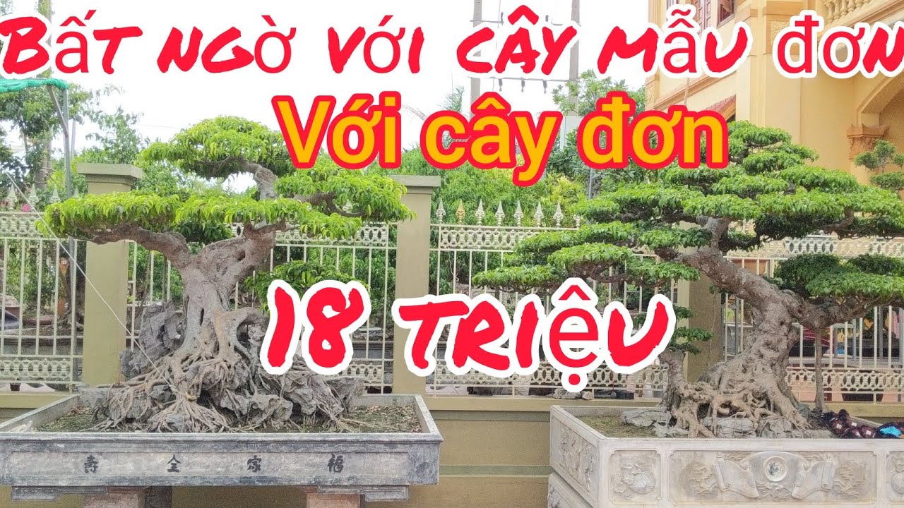 tham quan vườn Đại gia cây tiền tỷ tuyến thuốc lào được anh chia sẻ rất nhiều về các tác phẩm cổ