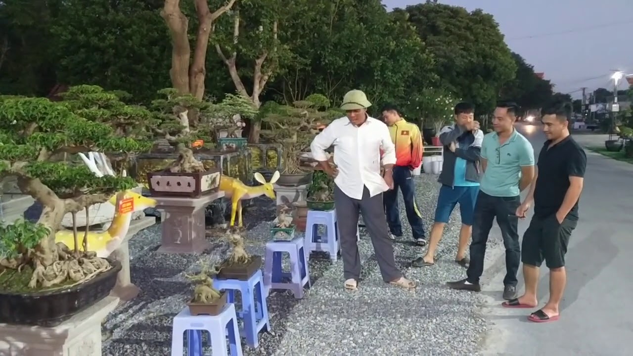 thúy béo giao dịch to tại gian hàng của tuyên bonsai