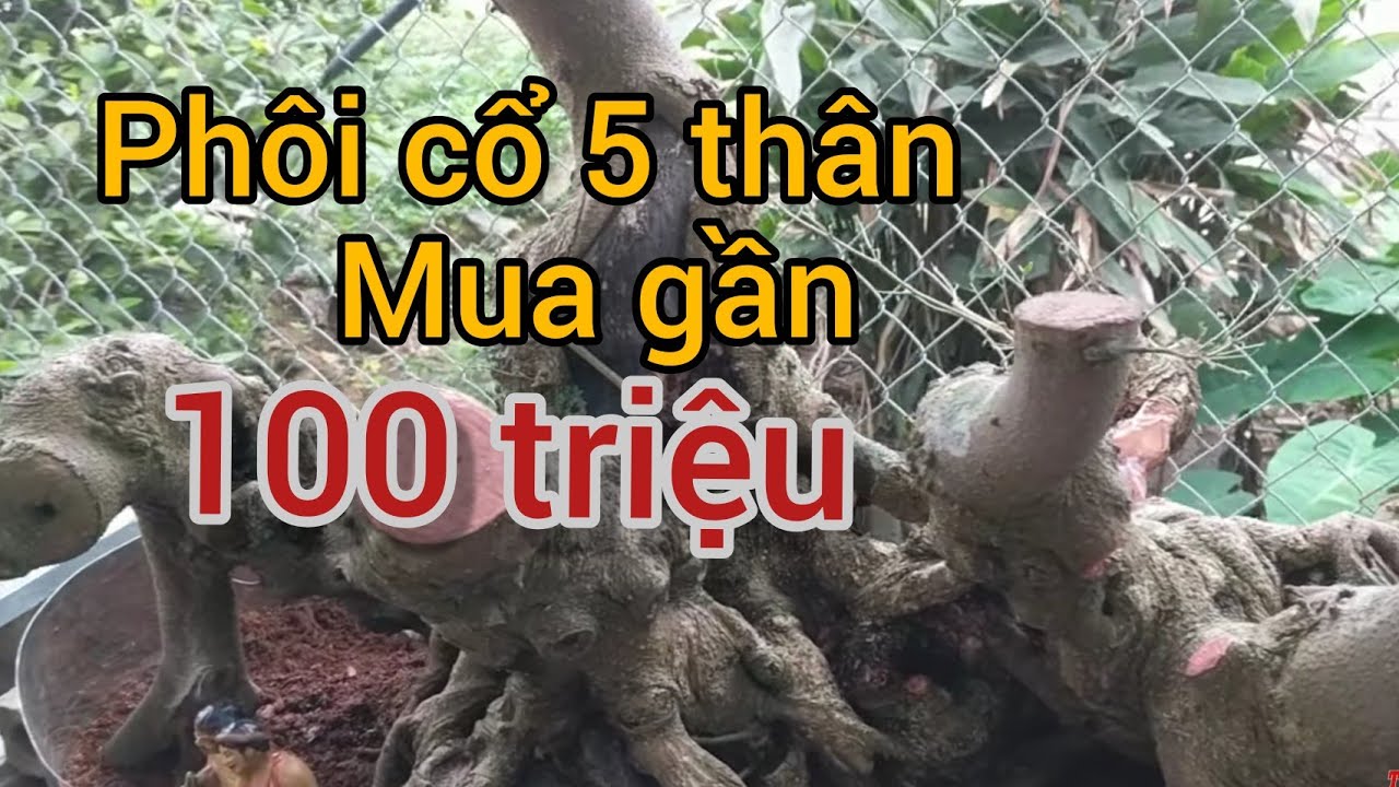 toang thật rồi mua cây cổ 5 thân 95 triệu về cắt thành phôi rụt rịt chắc sau này lên tiền Tỷ chăng