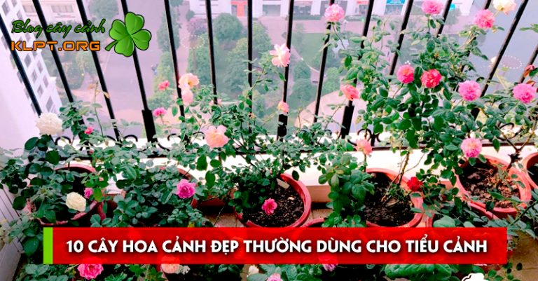 op-10-cay-hoa-canh-dep-thuong-dung-cho-tieu-canh-san-vuon-768x401-1.jpg