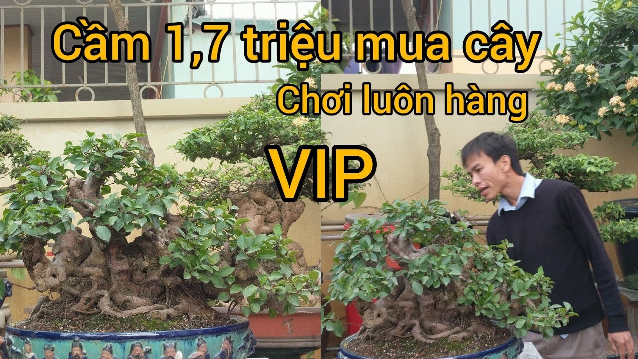 vợ cho 1,7 triệu mua cây gặp ngay hàng VIP đổi luôn xe lấy cây 1977 vlog  ngáo thật rồi