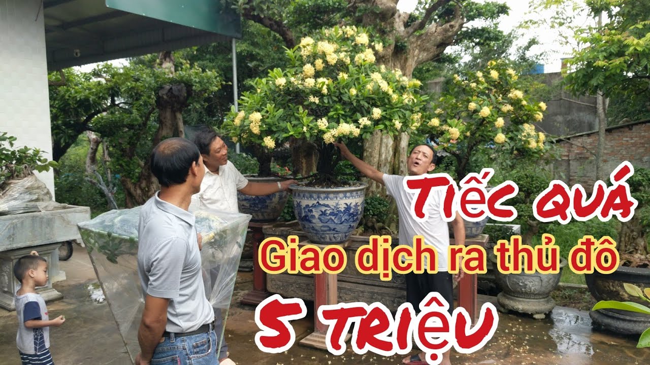 vừa giao dịch 5 triệu đơn vàng cho anh em ha nội thúy béo cộng luôn 1 triệu không ra