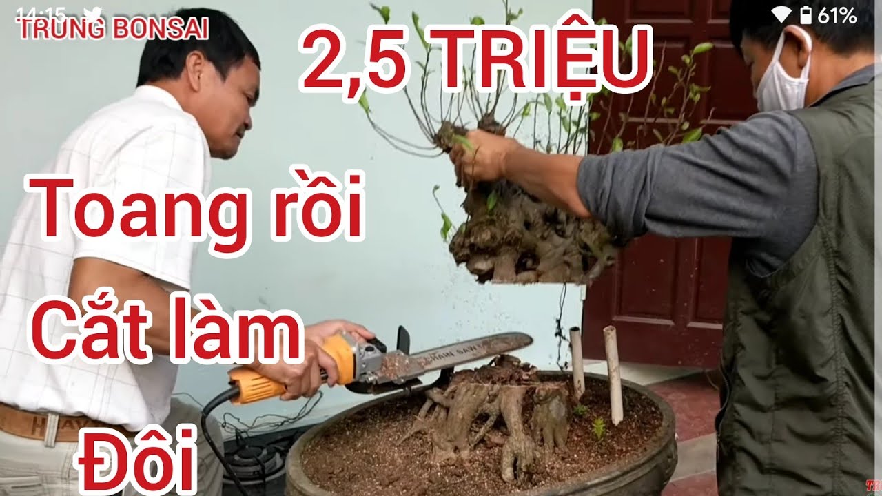 vừa mua 2,5 triệu về anh em hội ý đao phủ hồng cắt luôn làm 2 kết quả ngoài sức tưởng tượng