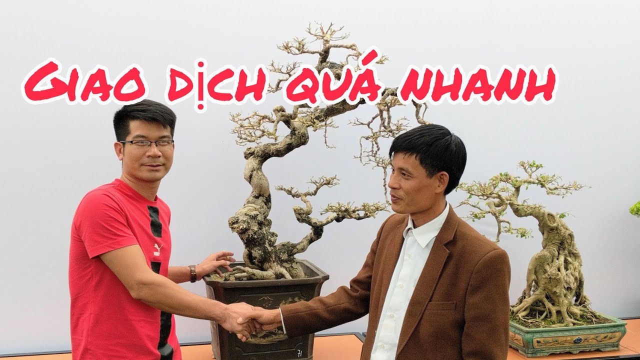 vừa vào vị trí hai lúa đã giao dịch ngay cho bonsai chính hiệu TẠI TLCC VƯỜN THỨC BONSAI NGA SƠN