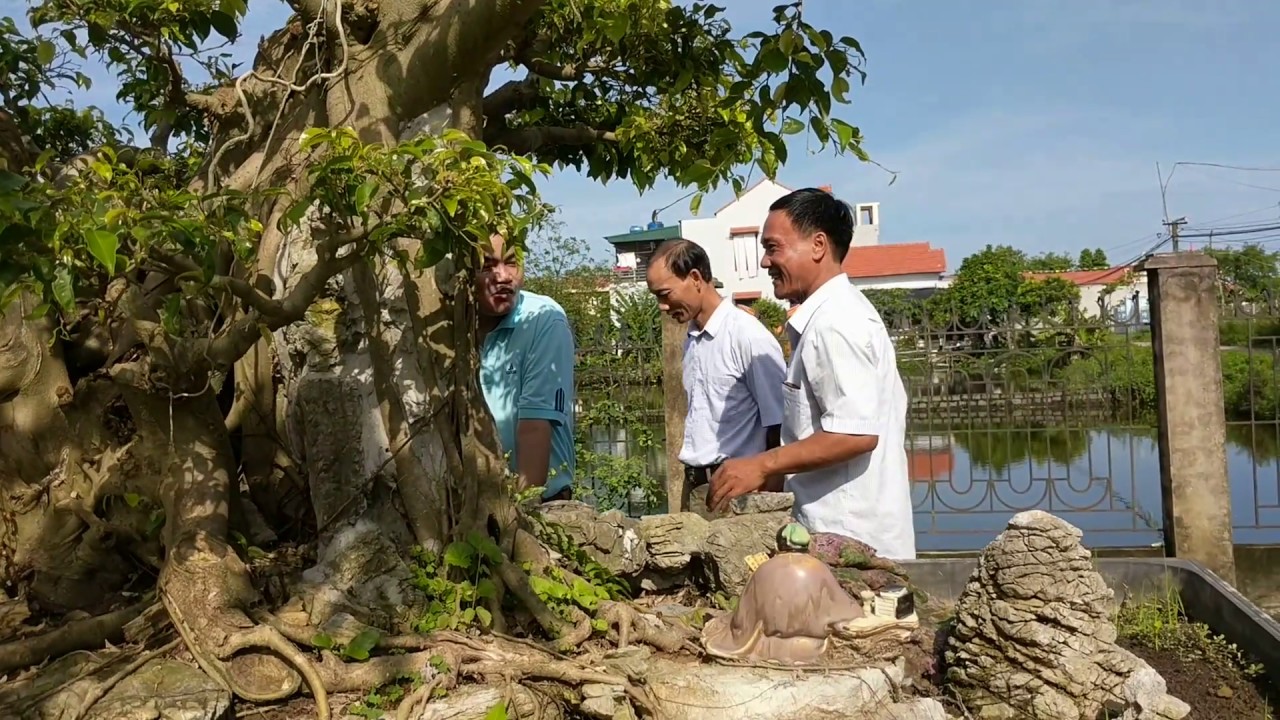 vườn cây canh nha thầy giáo đăng nga sơn thanh hoa co cay dat giai xuat sac trien lam lam dinh