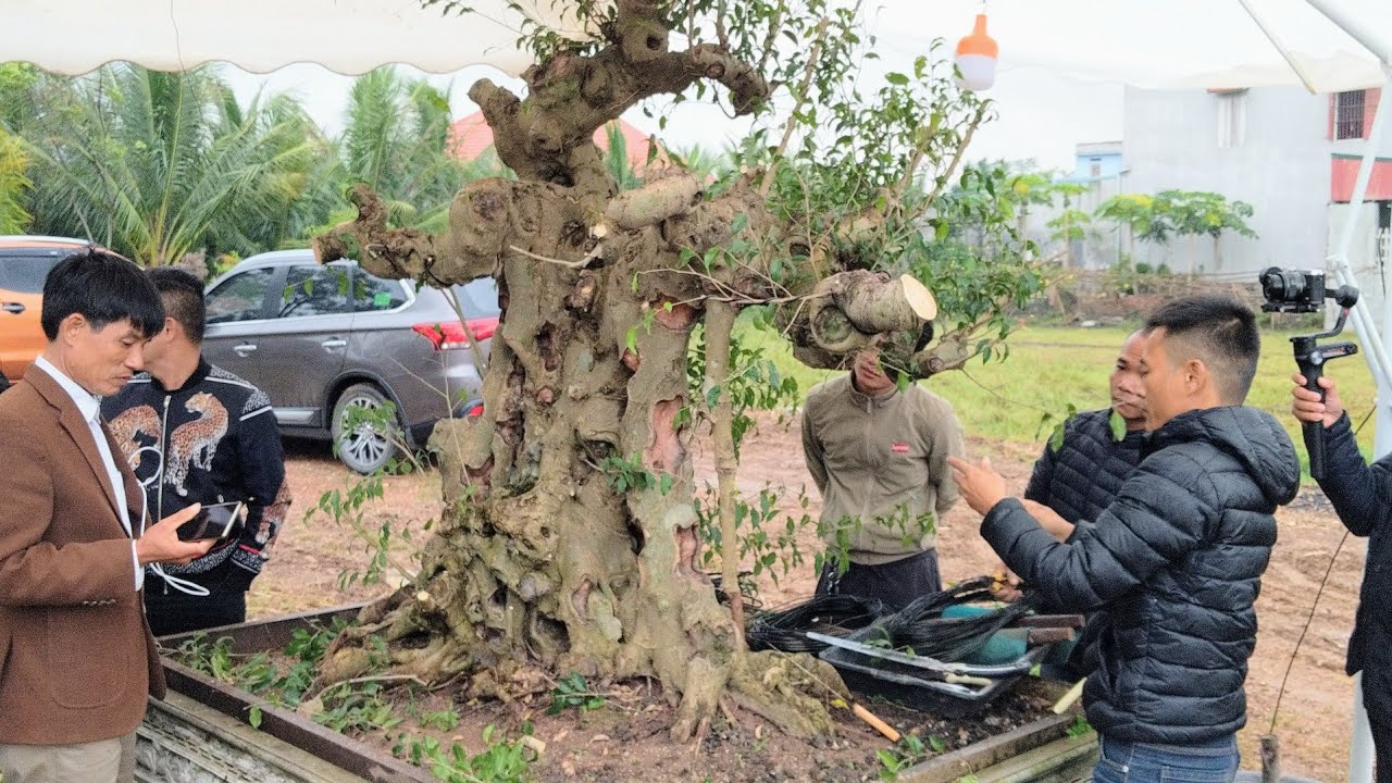 xem nghệ nhân nam lê phá bỏ điểm khó chinh phục thành công phôi khủng của bonsai chính hiệu tại TLCC