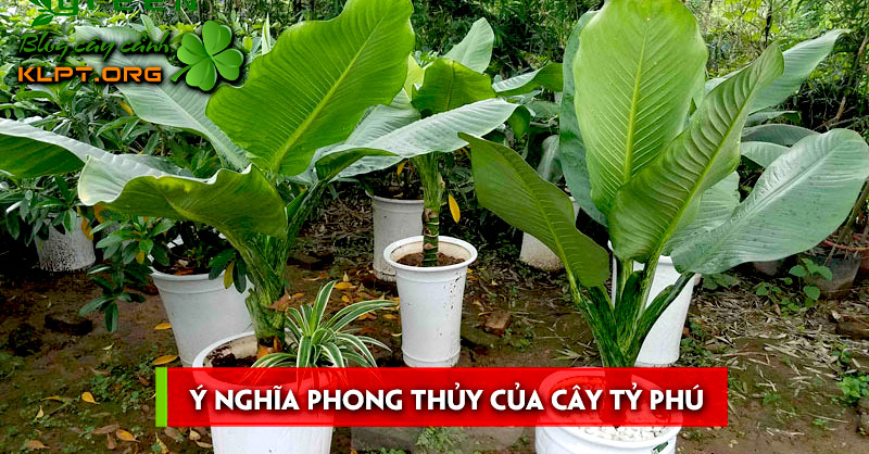 y-nghia-phong-thuy-cua-cay-ty-phu